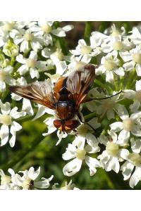 <i>Ectophasia crassipennis</i>