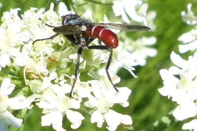 <i>Cylindromyia bicolor</i>