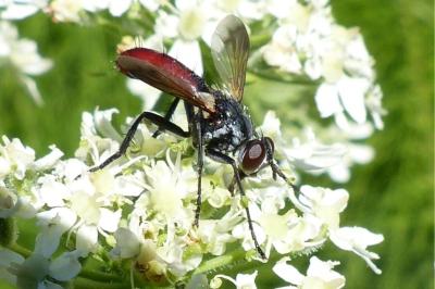 <i>Cylindromyia bicolor</i>
