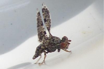 <i>Callopistromyia annulipes</i>