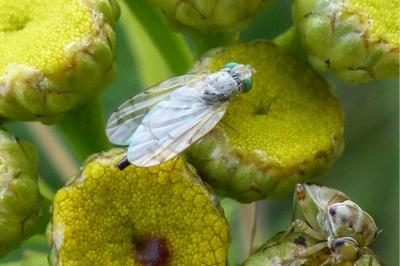 <i>Acanthiophilus helianthi</i>