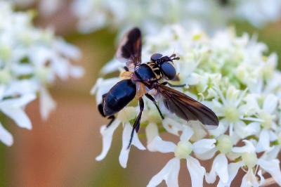 <i>Trichopoda pictipennis</i>