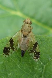 <i>Tephritis bardanae</i>