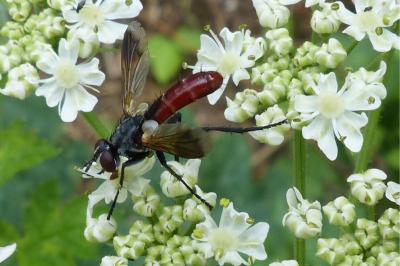 <i>Cylindromyia bicolor</i>