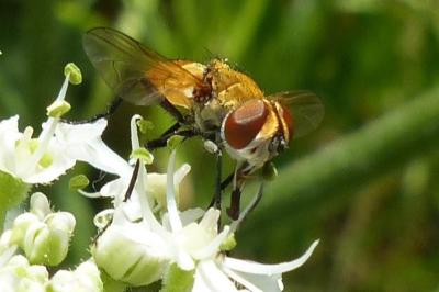 <i>Clytiomya</i>