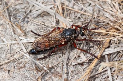 <i>Dasypogon diadema</i>
