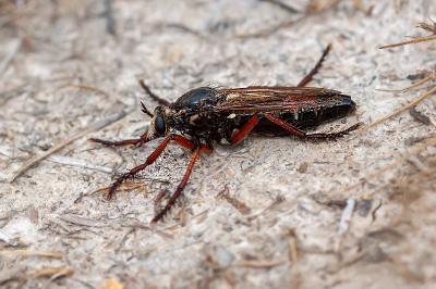 <i>Dasypogon diadema</i>