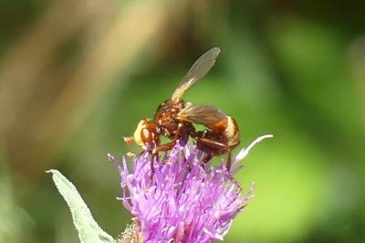 <i>Sicus</i>