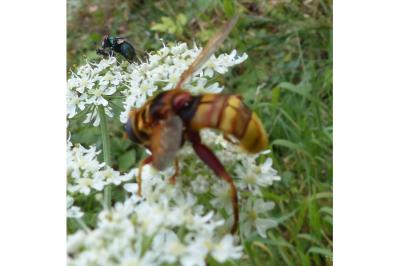 <i>Milesia crabroniformis</i>