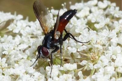 <i>Cylindromyia</i>