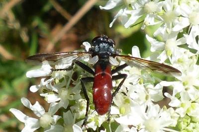 <i>Cylindromyia bicolor</i>