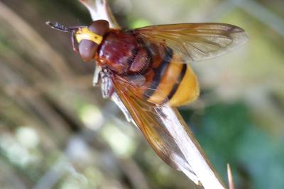 <i>Volucella zonaria</i>