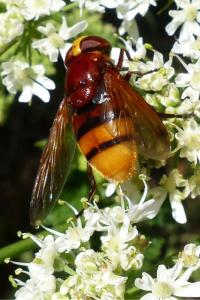 <i>Volucella zonaria</i>