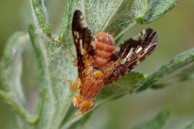 <i>Oxyna</i>
