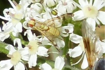 <i>Terellia tussilaginis</i>