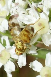 <i>Terellia tussilaginis</i>