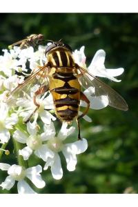 <i>Helophilus pendulus</i>