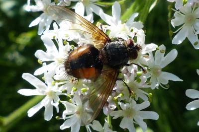 <i>Tachina fera</i>
