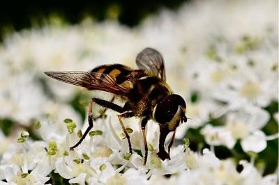 <i>Myathropa florea</i>
