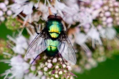 <i>Lucilia sericata</i>