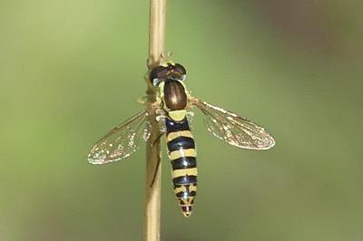 <i>Sphaerophoria</i>