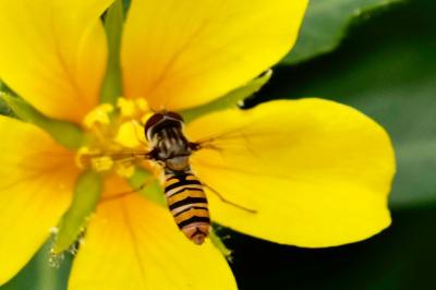 <i>Episyrphus balteatus</i>