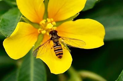 <i>Episyrphus balteatus</i>