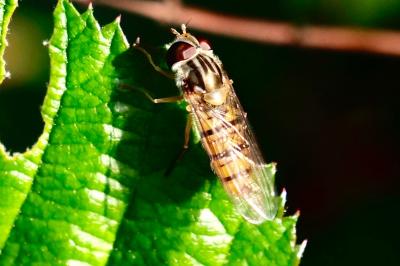 <i>Episyrphus balteatus</i>