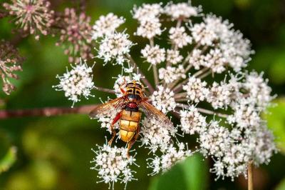 <i>Milesia crabroniformis</i>