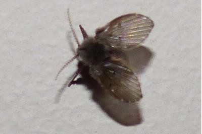 <i>Clogmia albipunctata</i>