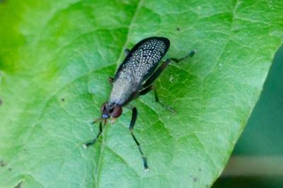 <i>Coremacera marginata</i>