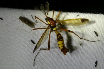 <i>Ctenophora ornata</i>