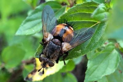 <i>Tachina fera</i>