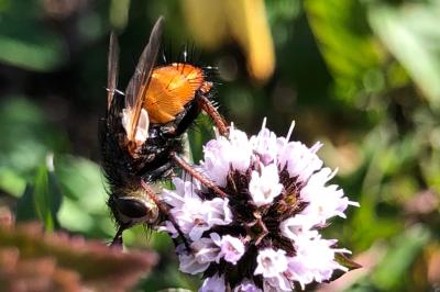 <i>Tachina fera</i>