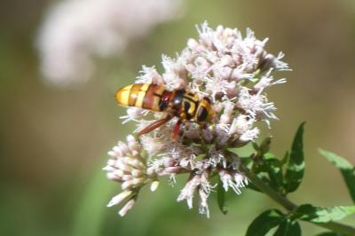 <i>Milesia crabroniformis</i>