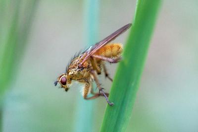 <i>Scathophaga stercoraria</i>