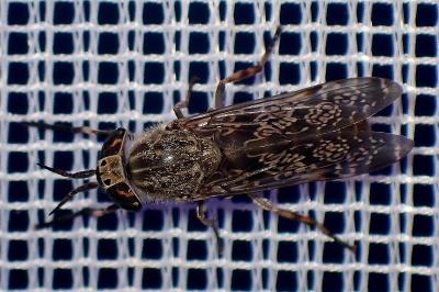 <i>Haematopota italica</i>