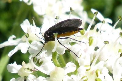 <i>Sciara</i>