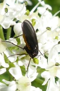<i>Sciara</i>