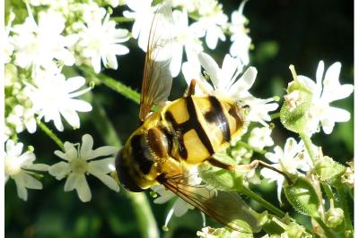 <i>Myathropa florea</i>