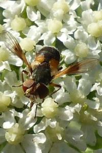 <i>Ectophasia</i>