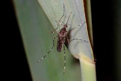 <i>Culiseta annulata</i>