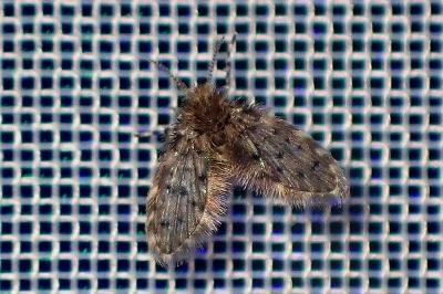 <i>Paramormia</i>
