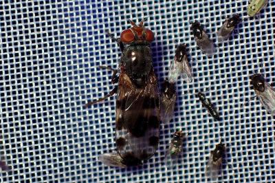 <i>Ceroxys hortulana</i>