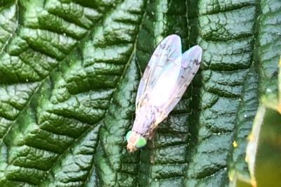 <i>Acanthiophilus helianthi</i>
