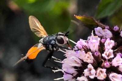 <i>Cylindromyia</i>