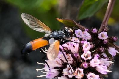 <i>Cylindromyia</i>