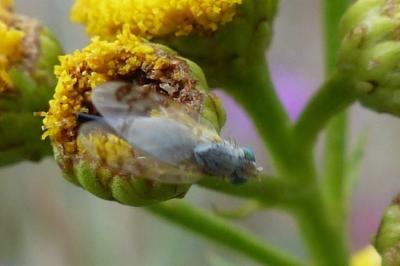 <i>Acanthiophilus helianthi</i>