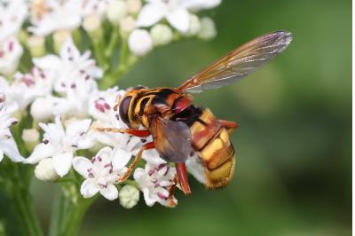 <i>Milesia crabroniformis</i>