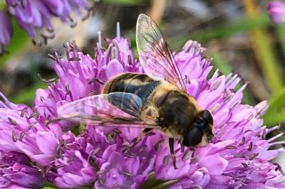 <i>Eristalis tenax</i>